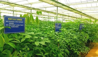 強(qiáng)化為國種膠使命擔(dān)當(dāng)，以新技術(shù)推廣服務(wù)賦能天然橡膠產(chǎn)業(yè)優(yōu)化升級